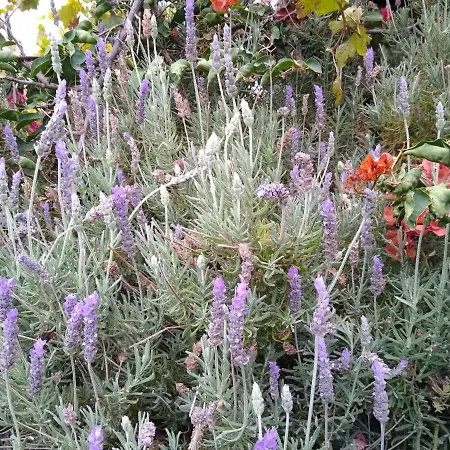 Casa Tigot Valle Gran Rey